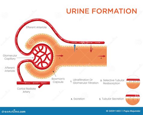 Formation Of Urine Vector Illustration. Labeled Creation Process ... 