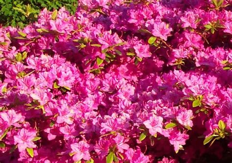 Azalea Bushes. How to Grow an Azalea Flower Bush.