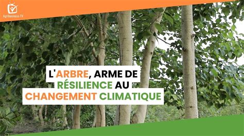 Burkina Faso Larbre arme de résilience au changement climatique