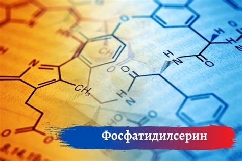 Фосфатдилсерин: особенности применения, вред и польза, противопоказания ...