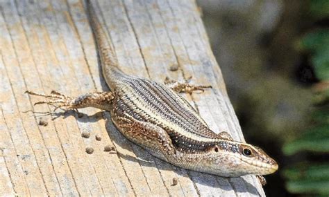 Striped Skink Lizards In The Garden Southlands Sun