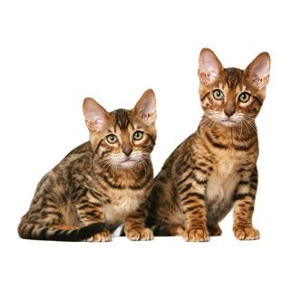 Калифорнийская сияющая (California Spangled) кошка. ФОТО, ЦЕНА ...