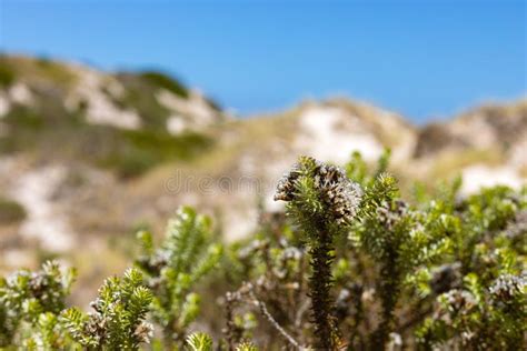 Coastal Sand Dune Landscape Of Fish Hoek Cape Town Stock Photo Image