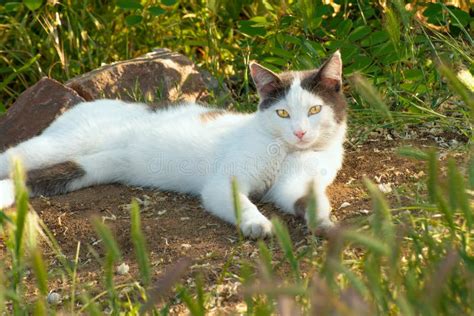 A White Cat Lies On The Ground In The Grass And Looks In Front Of Stock