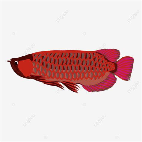 Illustration Of A Red Arowana Fish Vector Illustration Fish Arowana