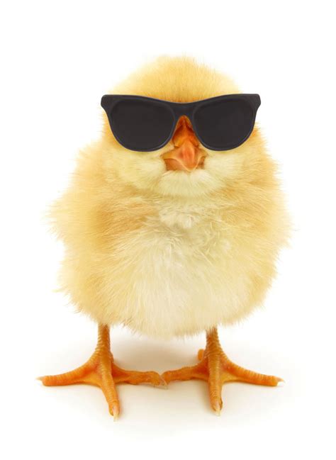 Do Chickens Wear Glasses Theyre Called Pinless Peepers Chicken