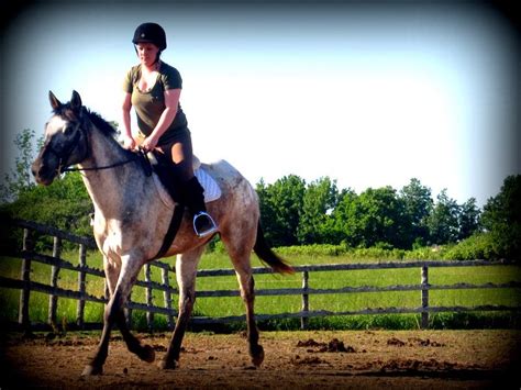 Only Equine: The appaloosa horse