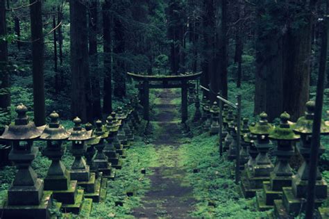 10 Fascinating Shots Of The Mystical Forest Shrine In Japan | Viralscape