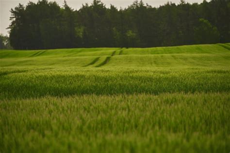 Campo De Trigo Verde Y V A Tecnol Gica Tratamiento De Campos De Trigo