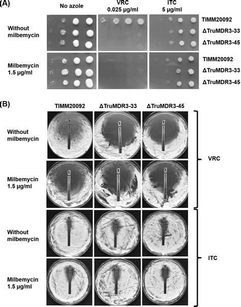 Susceptibility And Resistance Of T Rubrum Strain TIMM20092 And Two