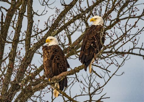 Bald Eagles Who Gripped The Internet Finally Abandon Eggs That Won T