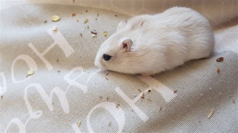 Dürfen Hamster Bananen essen BerufungTier de Tierblog