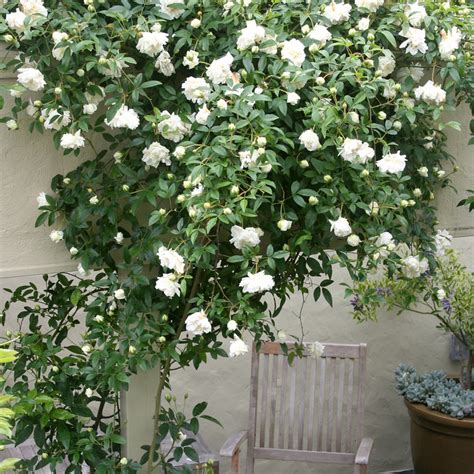 White Climber Rose Plants Alba Plena For Sale At Best Prices