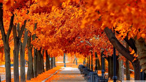 Autumn Trees HD Wallpapers - Wallpaper Cave