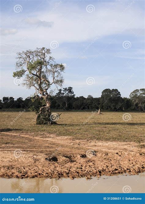 Pantanal stock image. Image of south, outdoor, wetland - 31208651