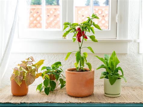 Vegetables You Can Grow In Your Room at Sally Seim blog