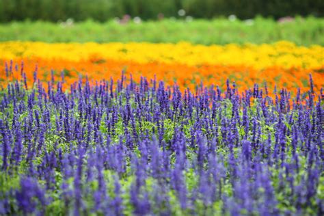 ゆんフリー写真素材集 No 8017 富良野の花畑 [日本 北海道]