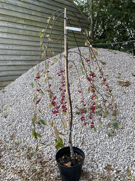 Royal Beauty Weeping Crabapple Tree