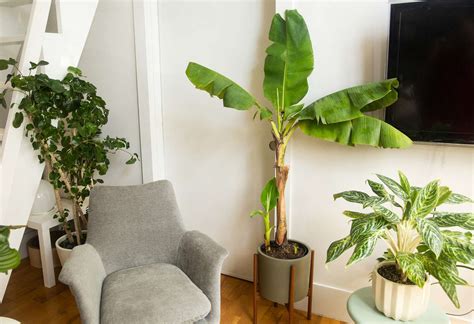 indoor banana plant