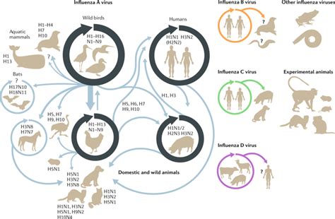 Host And Viral Determinants Of Influenza A Virus Species Specificity