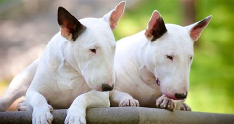 La Verdad Y Los Mitos Sobre Bull Terriers Los Perros M S Demonizados