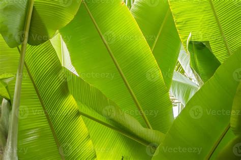 banana palm leaves background 9977945 Stock Photo at Vecteezy