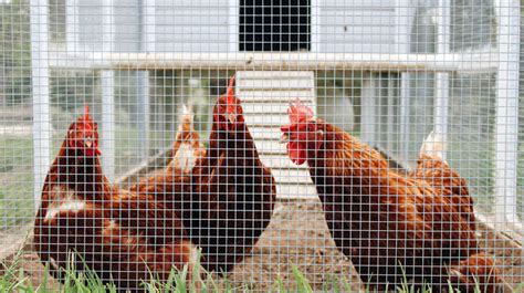 Chicken Coop Designs And Ideas [2nd Edition] | Homesteading