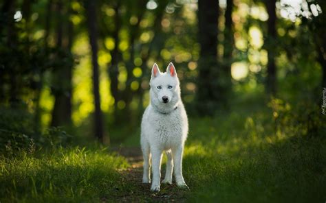 Siberian husky na leśnej dróżce