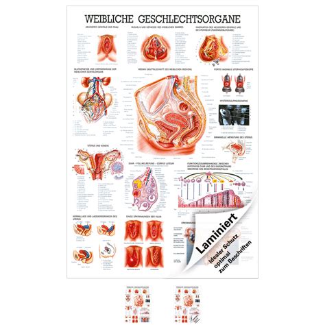 Weibliche Geschlechtsorgane Lehrtafel Anatomie X Cm Medizinische