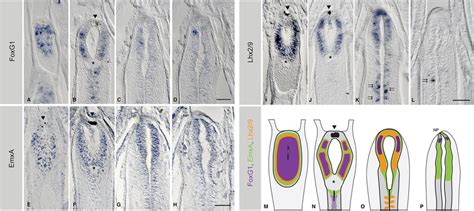 Expression Of Telencephalic Genes In The Adult Brain Of Amphioxus Ad Download Scientific