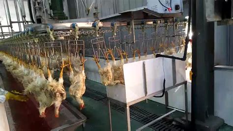 Poultry Slaughterhouse Stunning Equipment Electric Chicken Stunner For ...