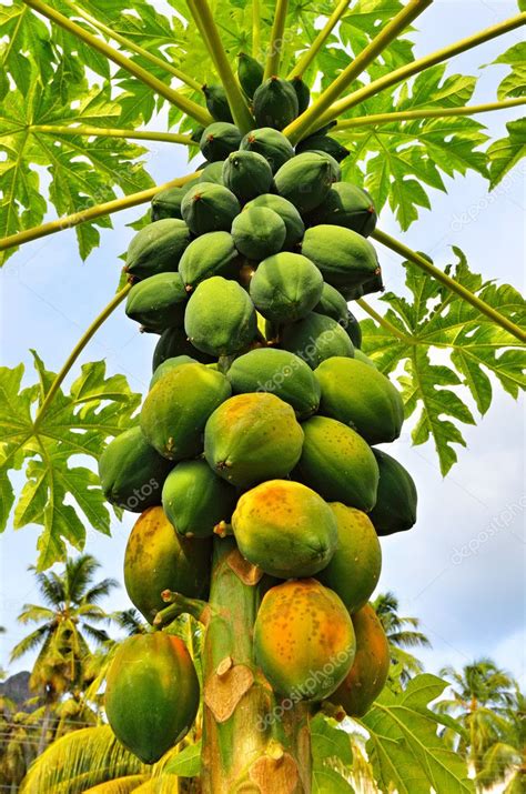 Papaya Tree