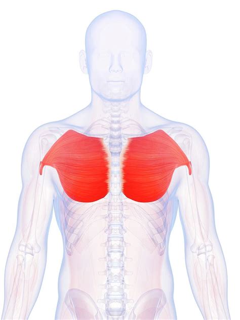 Chest Muscles Anatomy Shoulder Muscles And Chest Human Anatomy Images