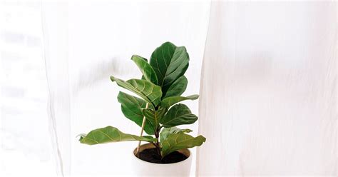 Fiddle Leaf Figs Are One Of The Most Popular Houseplants—heres How To