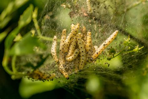 El increíble método casero para sacar a las orugas de tu jardín de