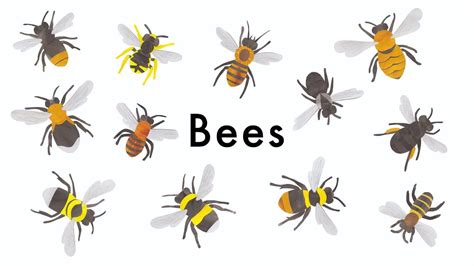 Bees - Learn Types of Bees - Identify Different Bees - YouTube