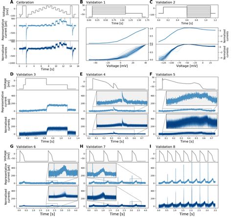 Whole Cell Patch Clamp Voltage Clamp Recordings Under Different