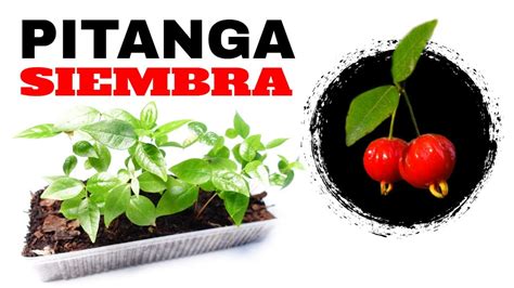 Cómo Sembrar Pitanga Eugenia uniflora Fácil YouTube