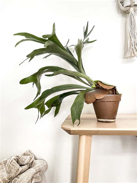 Staghorn Fern Care How To Grow This Uncommon Fern Indoors