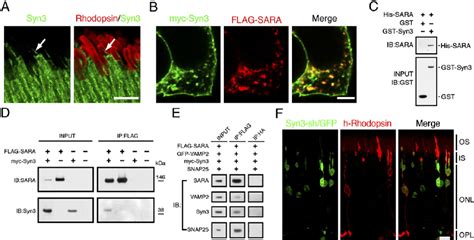 Syntaxin Distribution And Interaction With Sara And Phenotypic