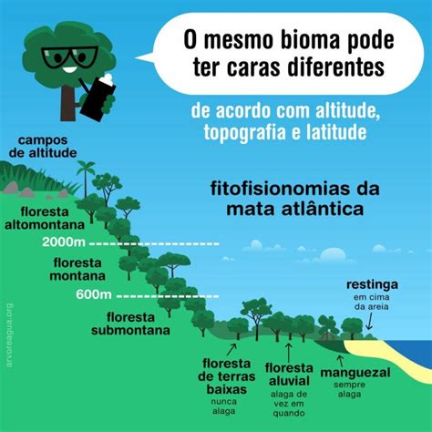 Fitofisionomia Da Mata Atlântica Arvoreagua