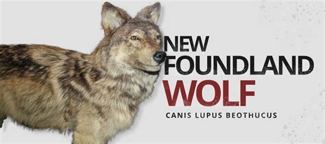 Newfoundland Wolf (Canis Lupus Beothucus) | Wolf Stuff