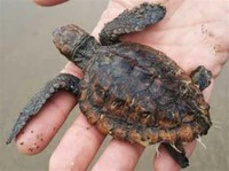 Massa Carrara Tartarughe Caretta Caretta Liberate In Mare Curate All