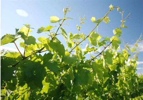 Bl Tter Im Weingarten Heuriger Weingut Stefan Und Theres Oberschil