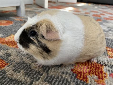 Free Guinea Pigs with Included Care Items & Habitat