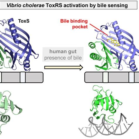 Model Of Bile Induced Activation Of V Cholerae Toxrs When Entering