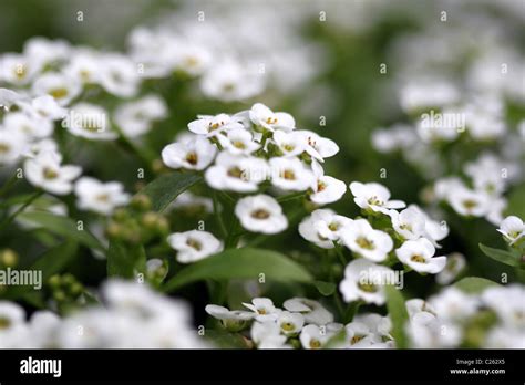 Alyssum clear crystal white hi-res stock photography and images - Alamy