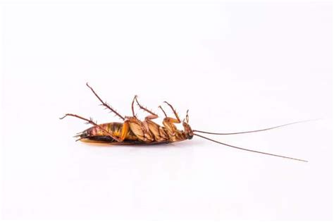 8 Best Roach Traps in the Market