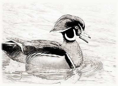 Wood Duck Sketch at PaintingValley.com | Explore collection of Wood ...