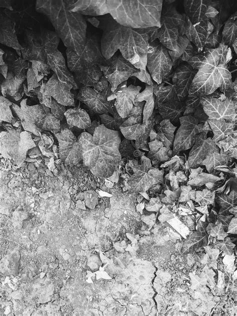 Black and white ivy stock photo. Image of ruins, asphalt - 259258698